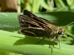 Taractrocera papyria