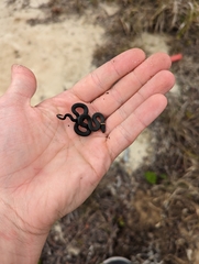 Diadophis punctatus punctatus