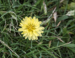 Pyrrhopappus pauciflorus