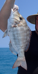 Lethrinus laticaudis