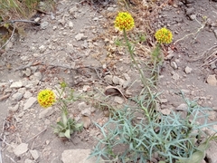 Quinchamalium chilense