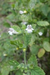 Melissa officinalis