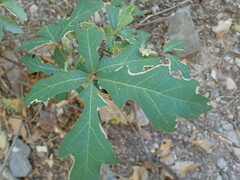 Quercus gravesii