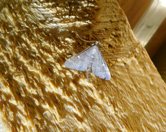 Dolicharthria punctalis