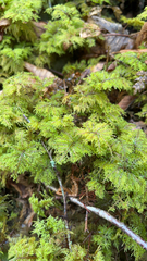 Hylocomium splendens