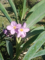 Solanum glaucophyllum