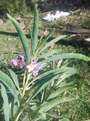 Solanum glaucophyllum
