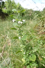 Melissa officinalis