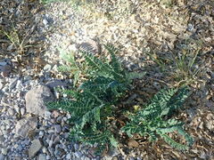 Astragalus mollissimus