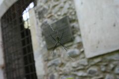 Argiope