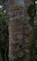 Ficus citrifolia