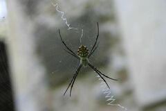 Argiope