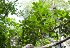 Ficus citrifolia