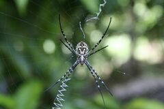 Argiope