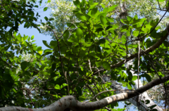 Ficus citrifolia