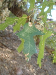 Quercus gravesii