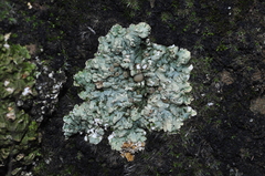 Squamarina cartilaginea