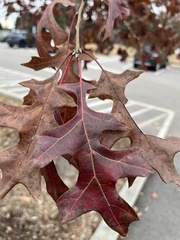 Quercus coccinea