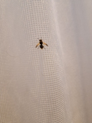 Brachygastra lecheguana