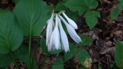 Hosta