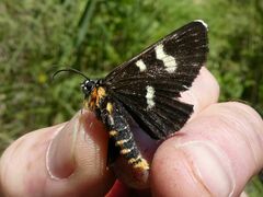 Phalaenoides tristifica