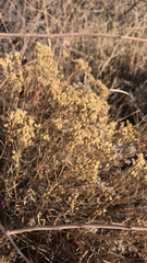 Gutierrezia sarothrae