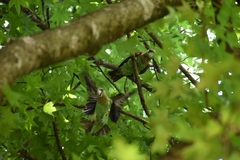 Poicephalus robustus