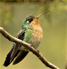 Eriocnemis glaucopoides