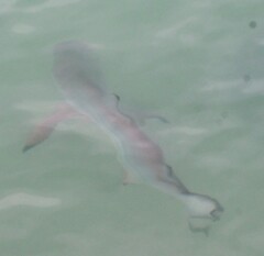 Carcharhinus limbatus