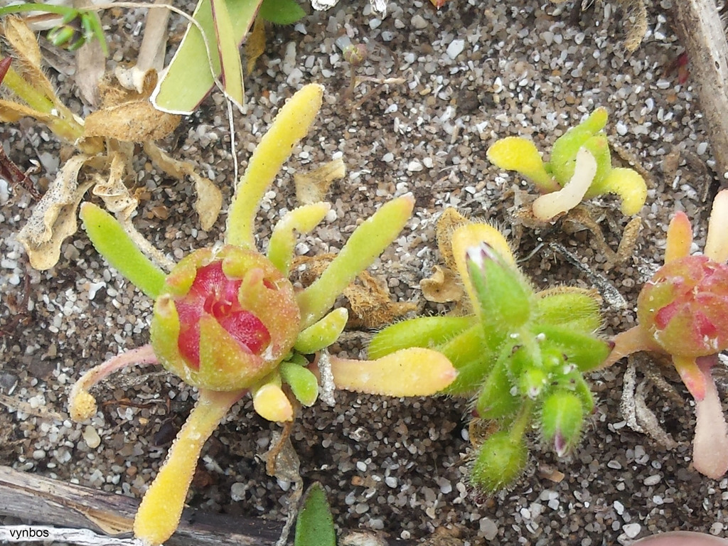 Dorotheanthus