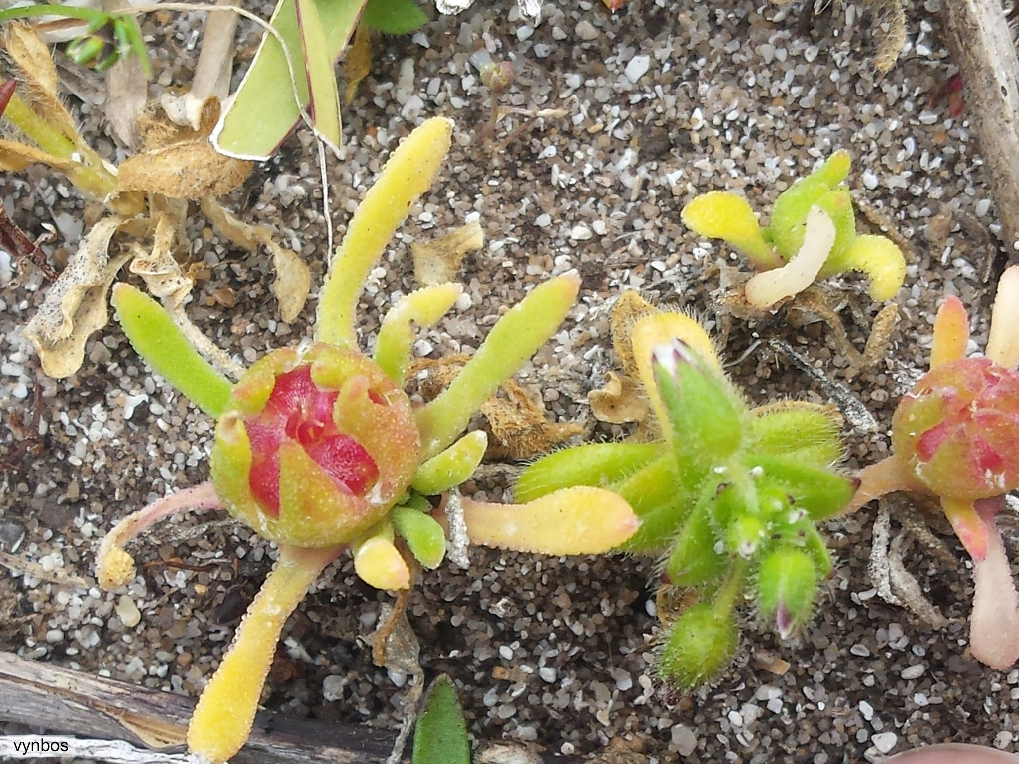Mini Sandfig (Cleretum apetalum)