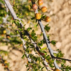 Tetracoccus capensis