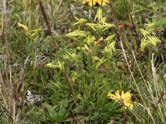 Swertiinae
