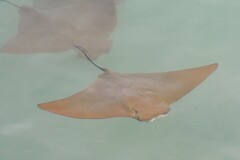 Rhinoptera steindachneri