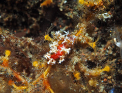 Kabeiro rubroreticulata