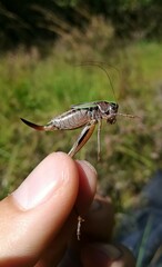 Metrioptera brachyptera