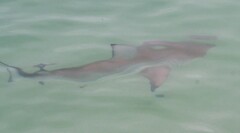 Carcharhinus limbatus