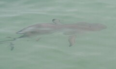 Carcharhinus limbatus