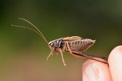 Metrioptera brachyptera