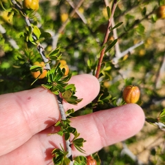 Tetracoccus capensis