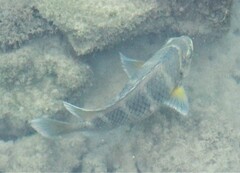Abudefduf concolor