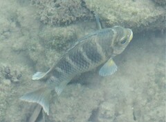 Abudefduf concolor
