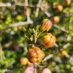 Tetracoccus capensis