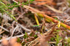 Metrioptera brachyptera