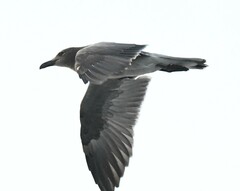 Leucophaeus fuliginosus