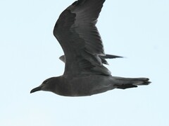 Leucophaeus fuliginosus