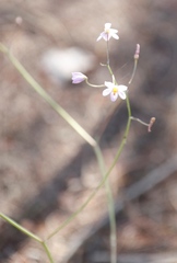 Cyanella hyacinthoides