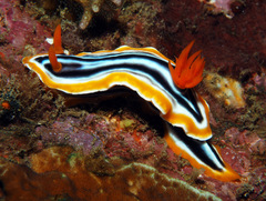 Chromodoris magnifica