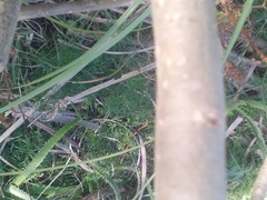 Solanum glaucophyllum