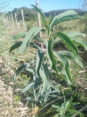 Solanum glaucophyllum